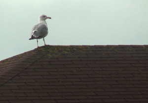 seagull